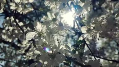 潘过盛开的梨树枝在蓝天背景上从离焦到聚焦。 美丽的春天